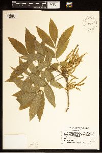 Carya cordiformis image