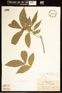 Carya cordiformis image