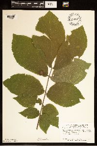 Carya cordiformis image
