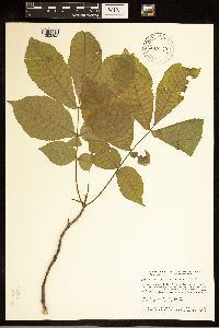 Carya cordiformis image