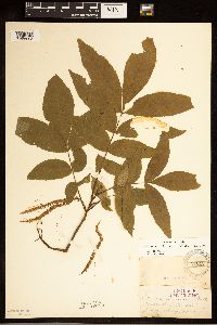 Carya cordiformis image