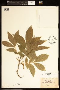 Carya cordiformis image