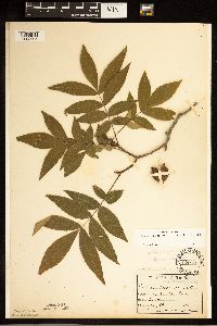 Carya cordiformis image