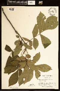 Carya cordiformis image