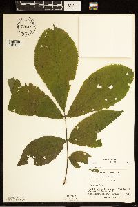 Carya cordiformis image