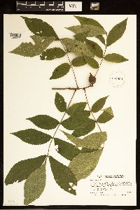 Carya cordiformis image