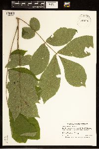 Carya cordiformis image