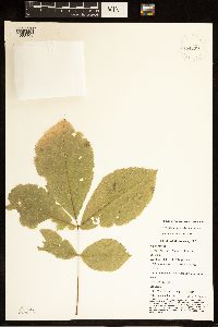 Carya cordiformis image