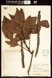 Carya ovata image