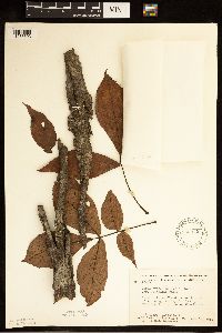 Carya ovata image