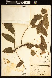 Juglans nigra image