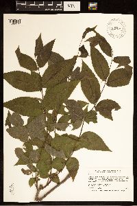 Juglans nigra image