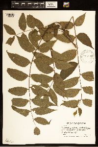 Juglans nigra image