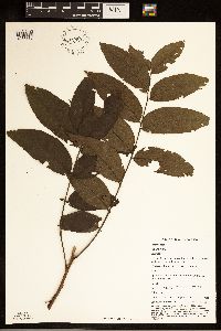 Juglans nigra image