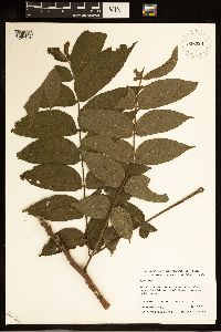 Juglans nigra image
