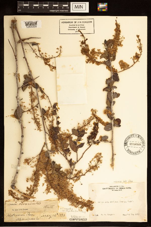 Ceanothus oliganthus image