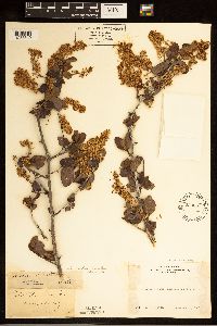 Ceanothus oliganthus image