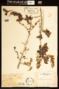 Ceanothus oliganthus image