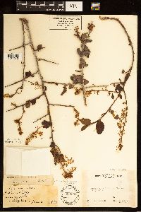 Ceanothus oliganthus image