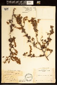 Ceanothus oliganthus image