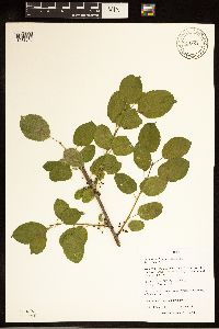 Rhamnus cathartica image