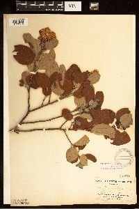 Ceanothus velutinus image
