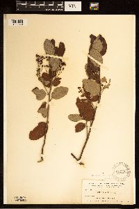 Ceanothus velutinus image