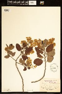 Ceanothus velutinus image