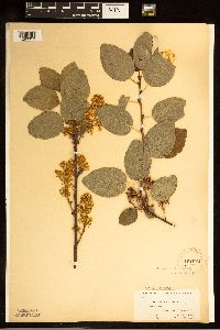 Ceanothus sanguineus image