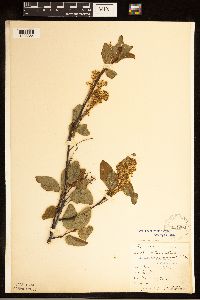 Ceanothus sanguineus image