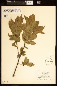 Rhamnus alnifolia image