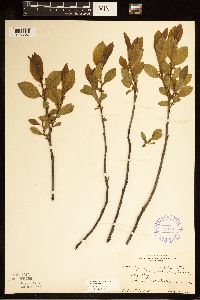 Rhamnus alnifolia image