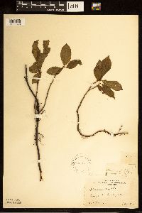 Rhamnus alnifolia image