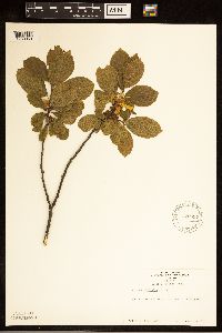 Rhamnus alnifolia image