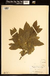 Rhamnus alnifolia image