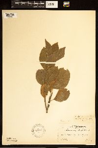 Rhamnus alnifolia image