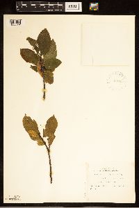 Rhamnus alnifolia image