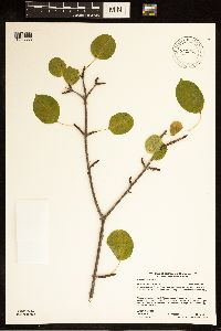 Rhamnus cathartica image