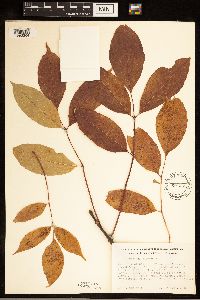 Fraxinus americana image