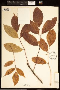 Fraxinus americana image