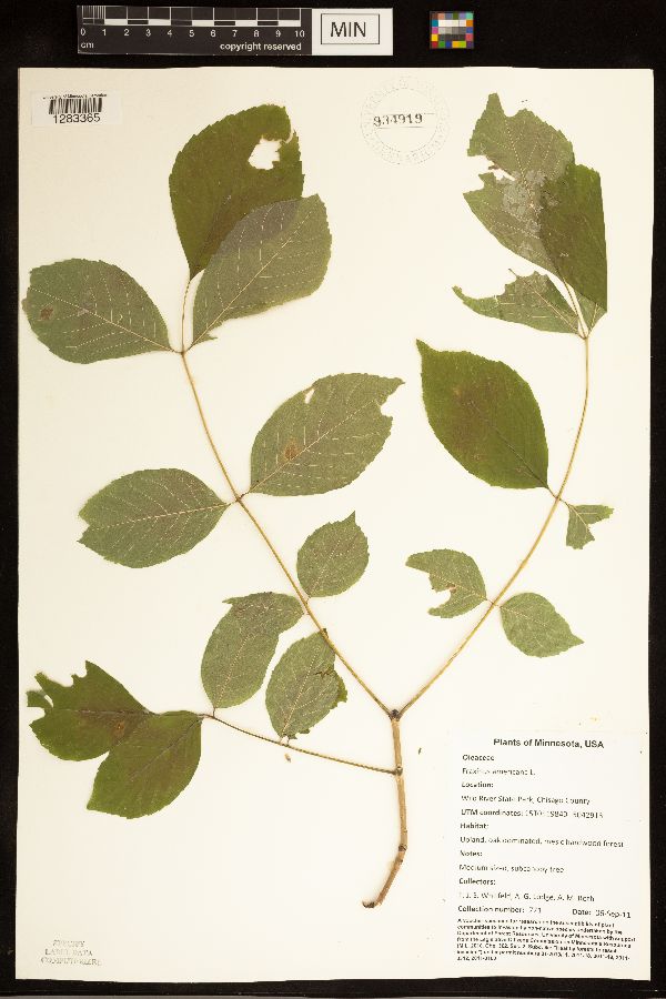 Fraxinus americana image
