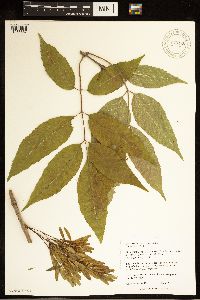 Fraxinus americana image