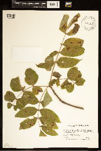 Fraxinus nigra image