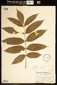 Fraxinus nigra image
