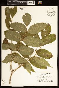 Fraxinus nigra image