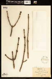 Fraxinus nigra image