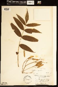 Fraxinus nigra image