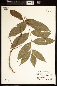 Fraxinus nigra image