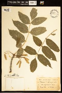 Fraxinus nigra image
