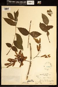 Fraxinus nigra image